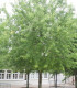 Acer Saccharinum Laciniatum Wieri / Erable Wieri Lacinie