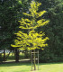 Gleditsia Triacanthos Sunburst / Fevier D'Amerique Dore