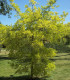 Gleditsia Triacanthos Sunburst / Fevier D'Amerique Dore