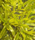 Gleditsia Triacanthos Sunburst / Fevier D'Amerique Dore