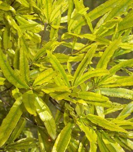 Gleditsia Triacanthos Sunburst / Fevier D'Amerique Dore