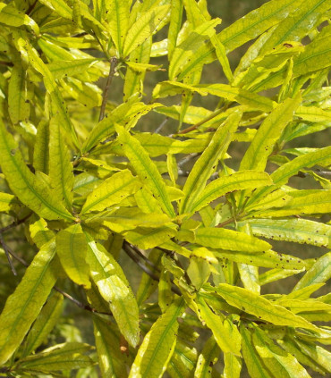 Gleditsia Triacanthos Sunburst / Fevier D'Amerique Dore