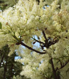 Fraxinus Ornus / Frene à fleurs