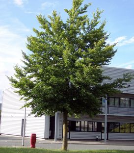 Fagus Sylvatica / Hetre Commun