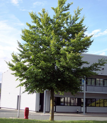 Fagus Sylvatica / Hetre Commun