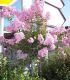 Lagerstroemia Indica / Lilas Des Indes Fleurs Roses
