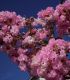 Lagerstroemia Indica / Lilas Des Indes Fleurs Roses
