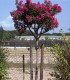 Lagerstroemia Indica / Lilas Des Indes Fleurs Rouges