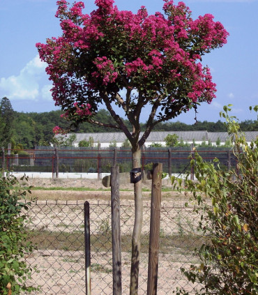 Lagerstroemia Indica / Lilas Des Indes Fleurs Rouges