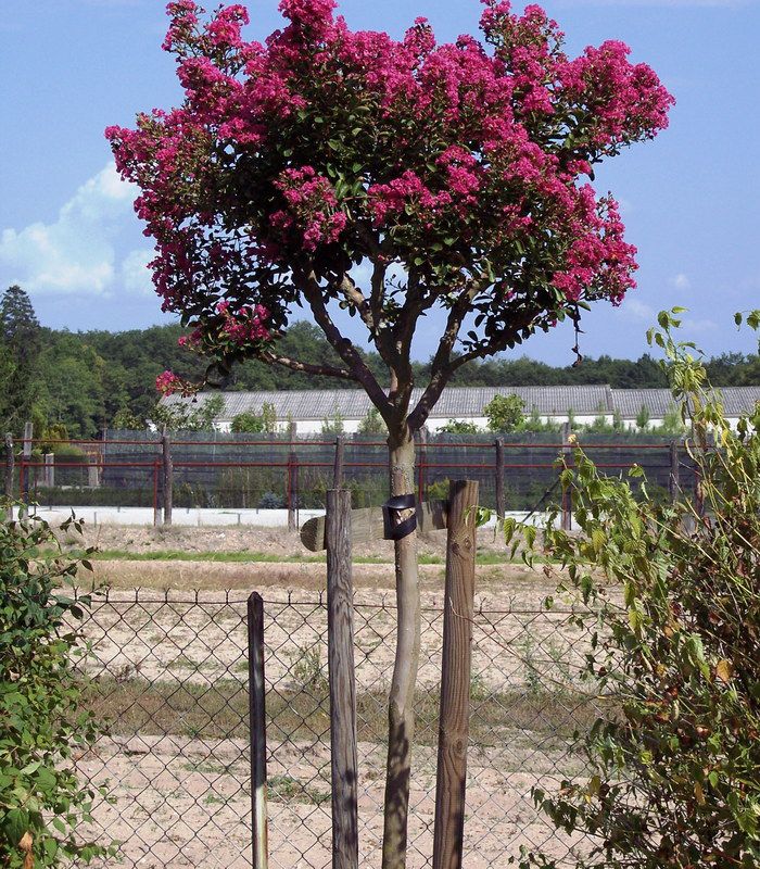 LAGERSTROEMIA ROUGE / LILAS DES INDES ROUGE