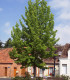 Liquidambar Styraciflua