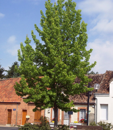 Liquidambar Styraciflua