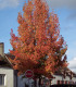 Liquidambar Styraciflua