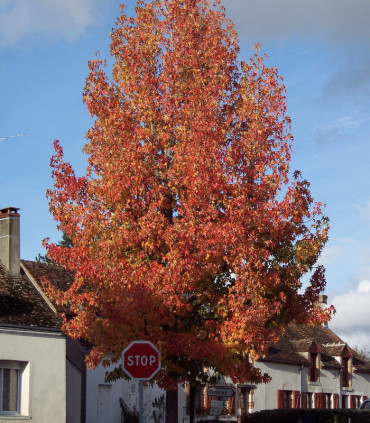 Liquidambar Styraciflua