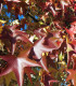Liquidambar Styraciflua