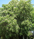 Aesculus Hippocastanum / Marronnier Blanc
