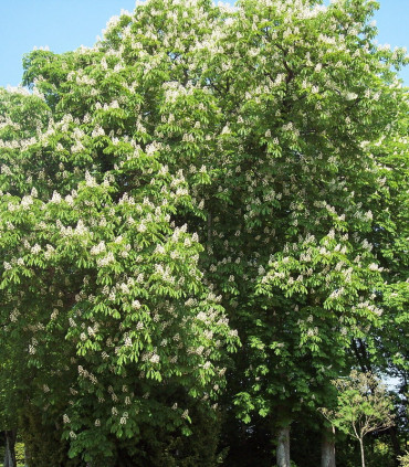 Aesculus Hippocastanum / Marronnier Blanc