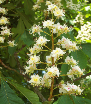 Aesculus Hippocastanum / Marronnier Blanc