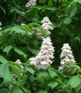 Aesculus Hippocastanum / Marronnier Blanc