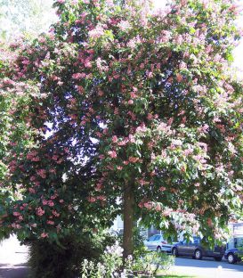 Aesculus Carnea Briotii / Marronnier Briotii
