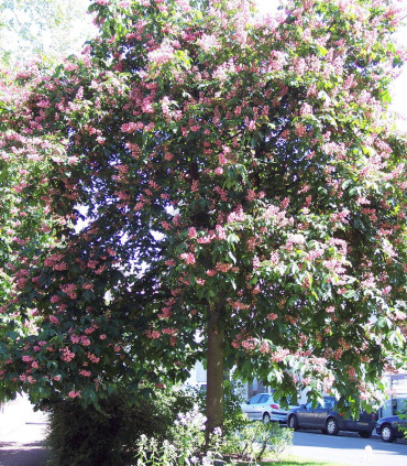 Aesculus Carnea Briotii / Marronnier Briotii
