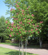 Aesculus Carnea / Marronnier Rouge