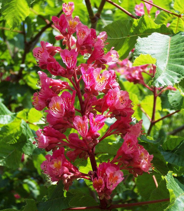 AESCULUS carnea / MARRONNIER ROUGE