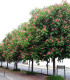 Aesculus Carnea / Marronnier Rouge