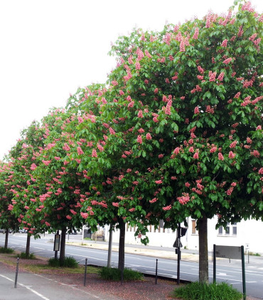 Aesculus Carnea / Marronnier Rouge