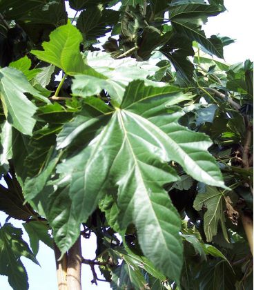 Morus Bombycis Fruitless / Murier à feuilles de Platane Sans Fruit