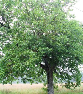 Juglans Regia / Noyer Commun