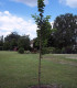 Ulmus Lutece® Nanguen / Orme de Lutece® Nanguen