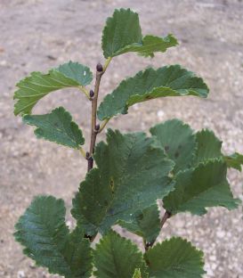 Ulmus Lutece® Nanguen / Orme de Lutece® Nanguen