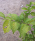 Ulmus Resista® Sapporo Autumn Gold / Orme Resista® Sapporo Autumn Gold