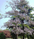 Paulownia Tomentosa