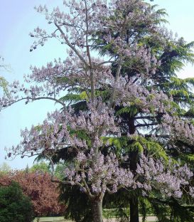 Paulownia Tomentosa
