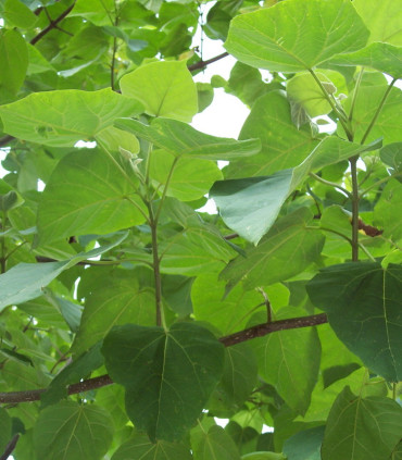 Paulownia Tomentosa