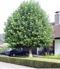 Platanus Acerifolia / Platane à feuilles D'Erable