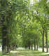 Platanus Acerifolia / Platane à feuilles D'Erable