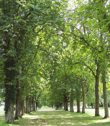 Platanus Acerifolia / Platane à feuilles D'Erable