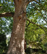Platanus Acerifolia / Platane à feuilles D'Erable
