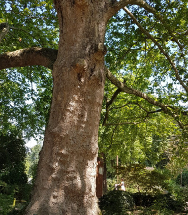 Platanus Acerifolia / Platane à feuilles D'Erable