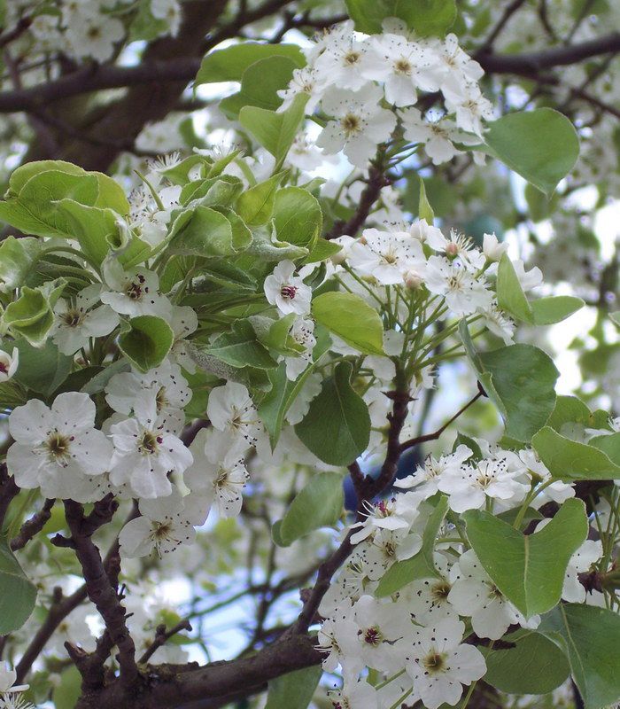 PYRUS calleryana Chanticleer / POIRIER A FLEURS CHANTICLEER — free download