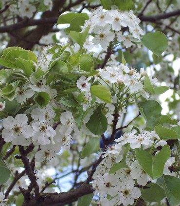 Pyrus Calleryana Chanticléer / Poirier à fleurs Chanticléer