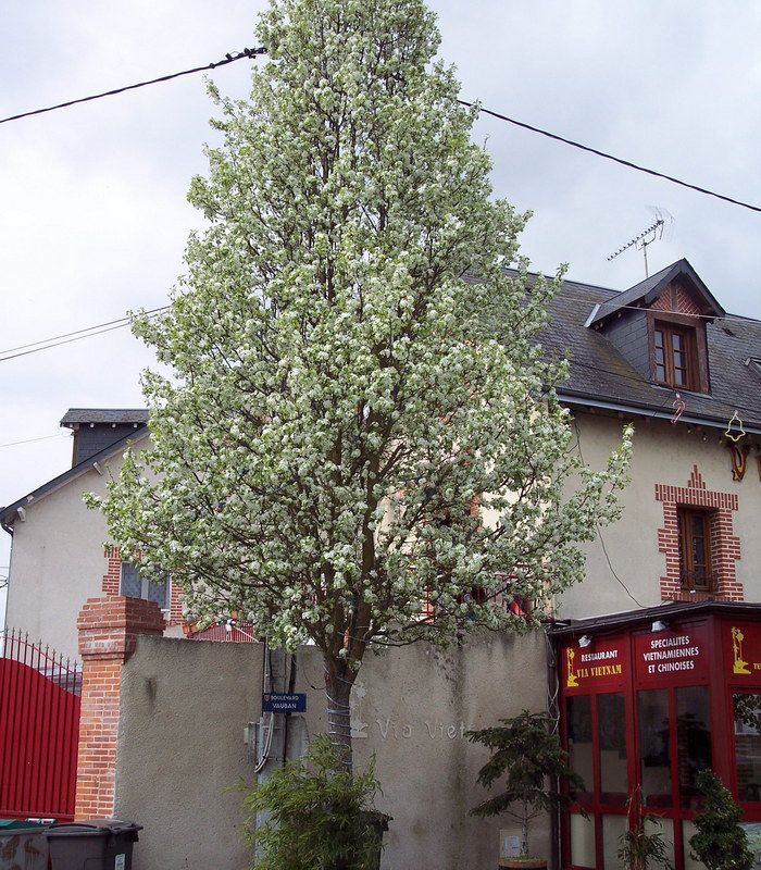 PYRUS calleryana Chanticleer / POIRIER A FLEURS CHANTICLEER — free download