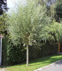 Salix Alba Liempde / Saule Blanc