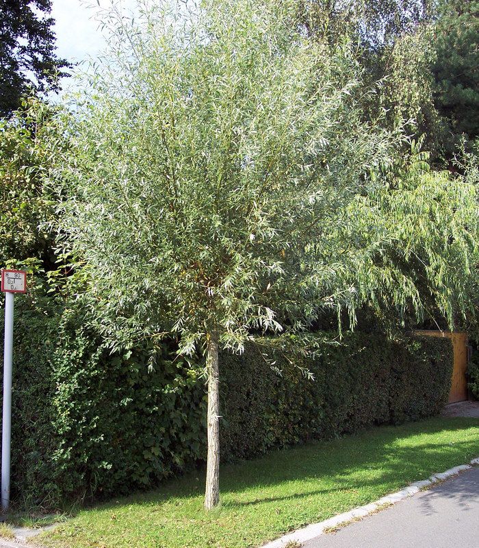 Saule Blanc [Arbres Remarquables