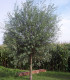 Salix Alba Liempde / Saule Blanc