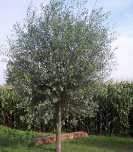 Salix Alba Liempde / Saule Blanc