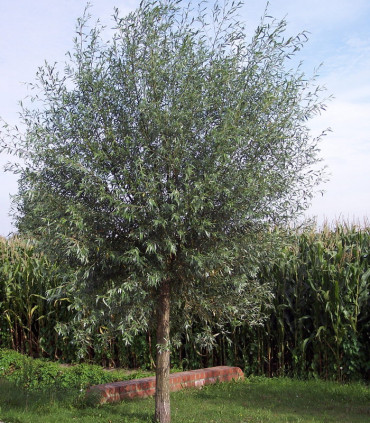 Salix Alba Liempde / Saule Blanc
